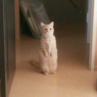 😺 d5e3984f 고양이, 서있는, 애완 동물, 동물, 귀여운, 가축, 포유류 telegram sticker