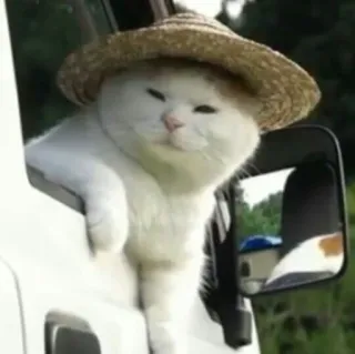 😺 d83fcc05 고양이, 동물, 모자, 차, 여행, 귀여운, 애완 동물 telegram sticker