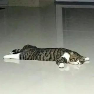 😺 e21b704d 고양이, 애완동물, 동물, 잠자는, 게으른, 귀여운 telegram sticker