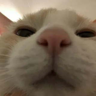 😺 e6f884f5 고양이, 클로즈업, 동물, 애완동물, 집고양이, 고양이과 telegram sticker