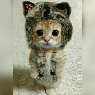 😺 e7a81d63 고양이, 새끼 고양이, 귀여운, 동물, 애완 동물, 털복숭이, 모자 telegram sticker