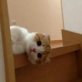 😺 e8c12a27 고양이, 새끼 고양이, 동물, 귀여운, 애완동물, 반려동물, 계단 telegram sticker