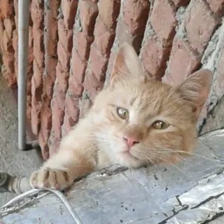 😺 ebe3c252 고양이, 동물, 애완동물, 빨간 고양이, 주황색 고양이, 반려동물 telegram sticker