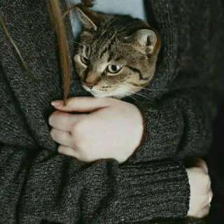 😺 edc4b968 고양이, 동물, 애완동물, 얼룩고양이, 귀여운, 사랑, 포옹 telegram sticker