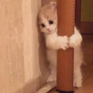 😺 f6140f46 새끼 고양이, 고양이, 귀여운, 동물, 애완 동물, 숨기 telegram sticker