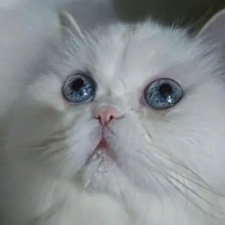 😺 fa8310ae 고양이, 하얀 고양이, 파란 눈, 애완 동물, 동물, 복슬복슬한, 귀여운 telegram sticker