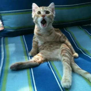 😺 fc8bd9e4 고양이, 새끼고양이, 놀람, 귀여운, 동물, 고양이과 telegram sticker