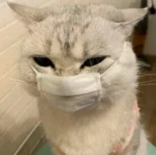 Pishi 2 - @Stickerabad telegram stickers