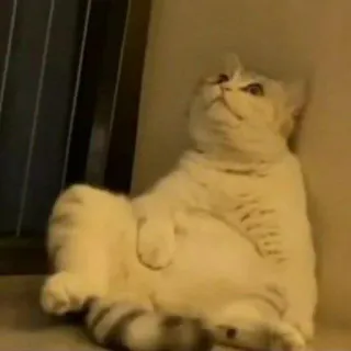 🐈 0ad24816 แมว, สัตว์, สัตว์เลี้ยง, แมวบ้าน, สัตว์เลี้ยงลูกด้วยนม, สัตว์ตระกูลแมว telegram sticker