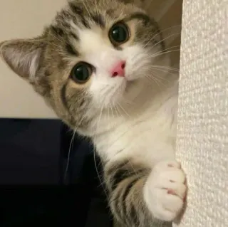 🐈 125d32b3 แมว, ลูกแมว, น่ารัก, สัตว์, สัตว์เลี้ยง, สัตว์เลี้ยงลูกด้วยนม telegram sticker
