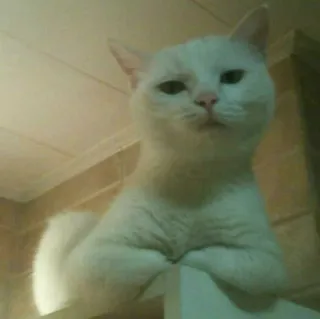 🐈 2b8ed0e3 แมว, แมวขาว, สัตว์, สัตว์เลี้ยง, แมวบ้าน telegram sticker