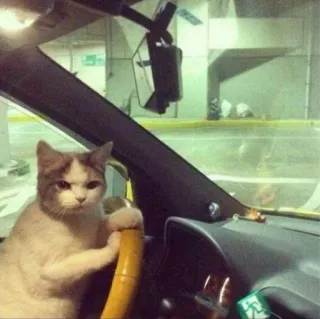 🐈 313b6e63 แมว, ขับรถ, สัตว์, รถ, ยานพาหนะ, พวงมาลัย telegram sticker