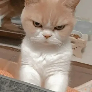 🐈 32feb741 แมว, สัตว์, น่ารัก, โกรธ, แมว, แมวบ้าน telegram sticker