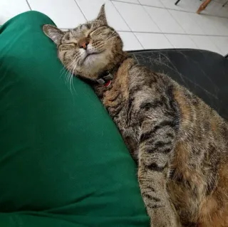 🐈 3e37c2d5 แมว, นอนหลับ, สัตว์เลี้ยง, สัตว์เลี้ยง, สัตว์, สัตว์ตระกูลแมว telegram sticker