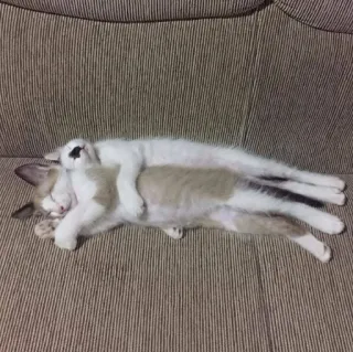 🐈 6592ccef แมว, ลูกแมว, นอนหลับ, สัตว์, สัตว์เลี้ยง, กอด telegram sticker