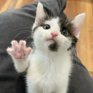 🐈 87907614 ลูกแมว, แมว, สัตว์, น่ารัก, สัตว์เลี้ยง, สัตว์เลี้ยงลูกด้วยนม, สัตว์บ้าน telegram sticker