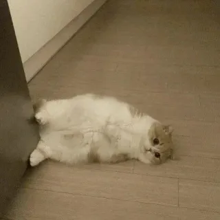 🐈 a7711f46 แมว, สัตว์, น่ารัก, สัตว์เลี้ยง, บ้าน, แมว telegram sticker