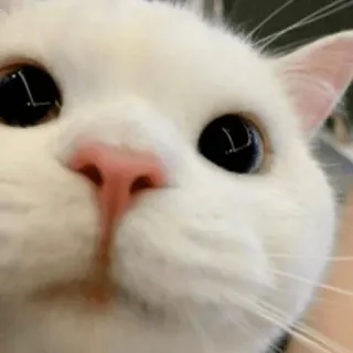 🐈 dbc9ad0f แมว, สัตว์, สัตว์เลี้ยง, แมวขาว, น่ารัก, สัตว์เลี้ยงลูกด้วยนม telegram sticker