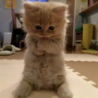 🐈 f23054d9 แมว, ลูกแมว, น่ารัก, สัตว์เลี้ยง, สัตว์, บ้าน, แมว telegram sticker