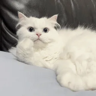 💓 02f8fddd chat, chat blanc, chat qui pense, chat persan, mème chat telegram sticker