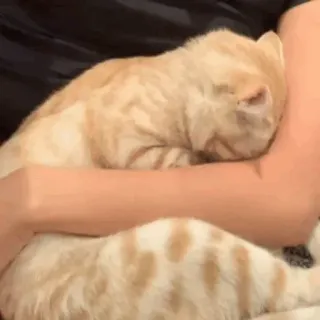 💓 13c0cc2f chat, animal, animal de compagnie, félin, chaton, chat domestique telegram sticker