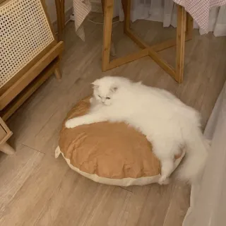 💓 1949aca1 chat, chat blanc, animal de compagnie, animal, animal domestique, doux, chat persan, paresseux telegram sticker