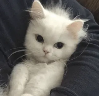 💓 67af5376 chat, chaton, chat blanc, mignon, animal de compagnie, animal telegram sticker