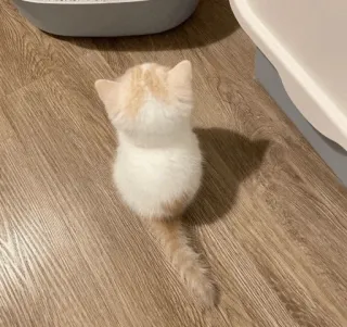 💓 6ece34ed chaton, chat, animal de compagnie, animal, domestique, mignon, félin telegram sticker