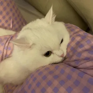 💓 8c021f07 chat, chat blanc, animal, chat domestique, mammifère, animal de compagnie, mignon, détendu telegram sticker