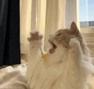 💓 97d071bb chat, chaton, mignon, animal, animal de compagnie, joueur, drôle telegram sticker