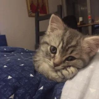 💓 b8aa6ae5 chaton, chat, animal, mignon, animal de compagnie telegram sticker