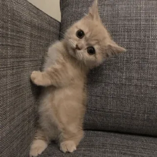 💓 ba9dd9aa chat, chaton, mignon, animal, animal de compagnie, chat domestique, mammifère, félin telegram sticker