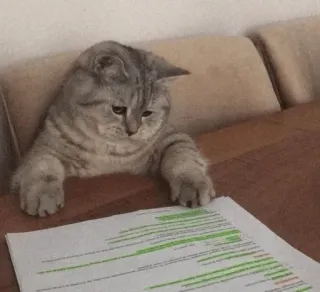 💓 bc8a0e32 chat, lecture, étude, document, animal, mignon, travail telegram sticker