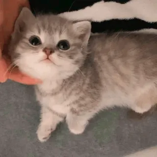 💓 c82e17ca chaton, chat, mignon, animal, animal de compagnie, animal domestique, mammifère telegram sticker