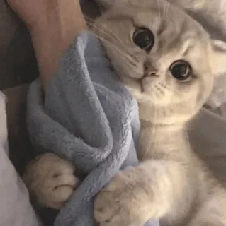 💓 ccf69bad chat, chaton, mignon, animal de compagnie, animal, domestique, duveteux telegram sticker