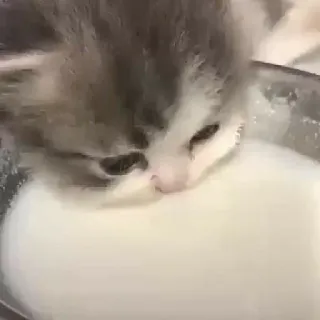 💓 d9da2770 chaton, chat, lait, boire, mignon, animal, animal de compagnie telegram sticker