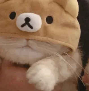 💓 fd4ed720 chat, chapeau, ours, mignon, animal, animal de compagnie telegram sticker