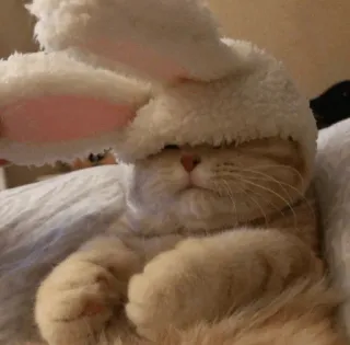 💓 febd3a90 chat, lapin, chapeau, mignon, animal, animal de compagnie telegram sticker