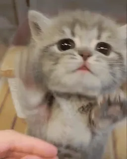 🐱 13c1012b 子猫, 猫, かわいい, 動物, ペット telegram sticker