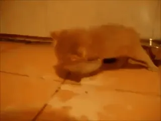 🐱 40a99749 猫, 子猫, 動物, ペット, オレンジ telegram sticker