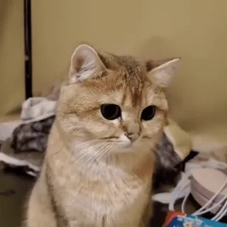 🐱 4c111d4b 猫, 動物, 可愛い, ペット telegram sticker