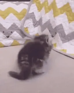 🐱 4f989fa7 猫, 子猫, かわいい, 動物, ペット telegram sticker