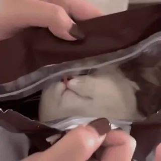 Pisi Pack 2: Revenge of the Snaccs whatsapp stickers