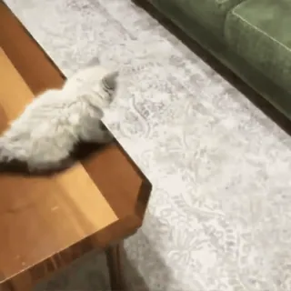 🐈 6ca60926 猫, 子猫, 家具, 屋内 telegram sticker