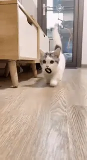 🐱 786de08a 猫, 動物, ペット, 子猫, 可愛い telegram sticker