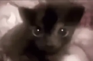 🐱 84352e83 猫, 子猫, 動物, かわいい, ペット telegram sticker