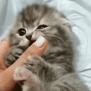 🐈 af6e1a7e 子猫, 可愛い, 猫, 動物, ペット telegram sticker