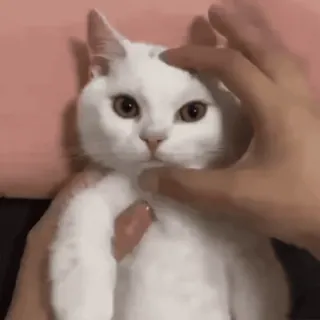 Pisi Pack 2: Revenge of the Snaccs whatsapp stickers