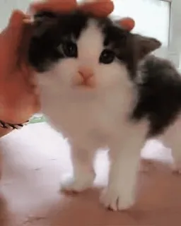 🐱 b489fb76 猫, 子猫, ペット, 動物, かわいい, 家畜 telegram sticker