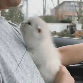 🐈 cde5bd3b 猫, 子猫, ペット, 動物, 可愛い telegram sticker